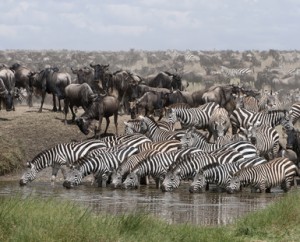 Zebras Drinking at Wateringhole