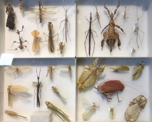Glass Bugs from Harvard’s Peabody Museum